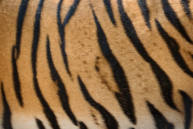 Photo fond de texture de peau de tigre