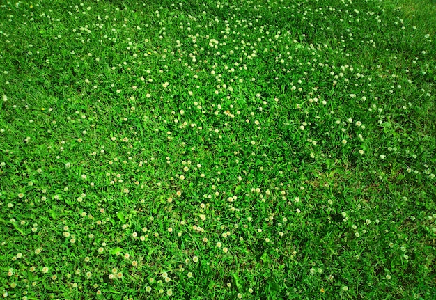 Fond de texture de pelouse de jardin d'été vert