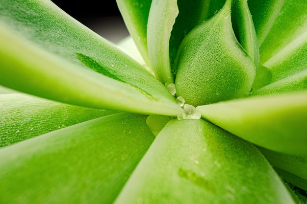 Fond de texture de plante succulente en gros plan