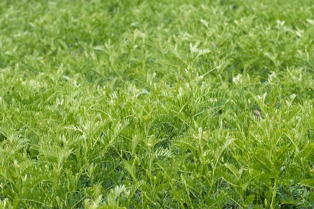 fond de texture plante verte