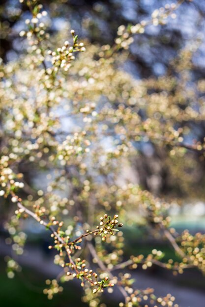 fond et texture de plantes naturelles