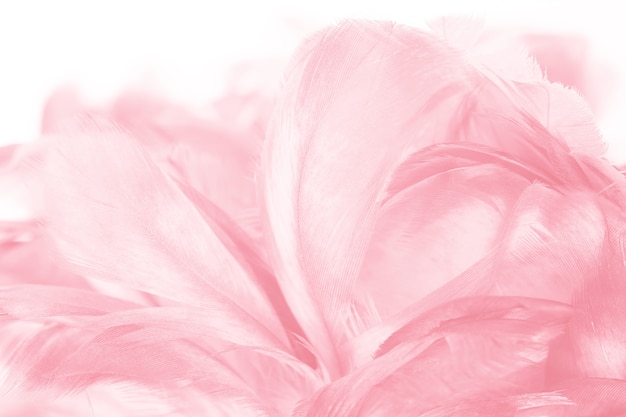 fond de texture plume rose