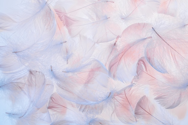 Fond de texture de plumes rose et bleu pastel.