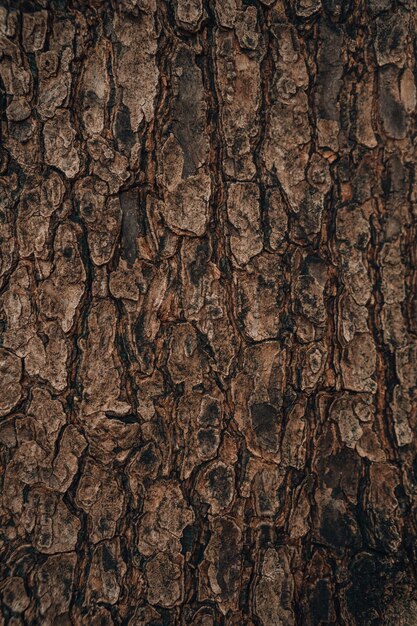 Fond de texture en relief d'écorce brune