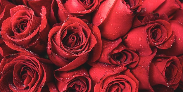 Fond de texture de roses rouges naturellesBelle texture de rose pour fond de couverture ou de bannière