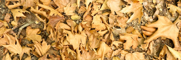 Fond texturé de tas de feuilles d'automne tombées séchées et séchées d'arbres