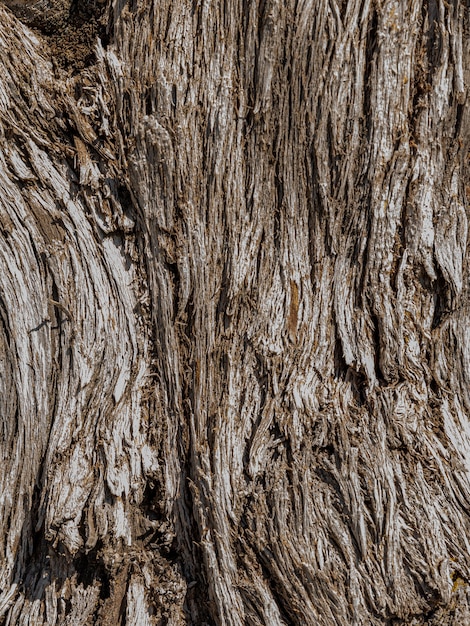 Photo fond de texture de tronc d'arbre gros plan