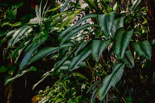 Fond de texture tropicale fleurs et feuilles Concept naturel