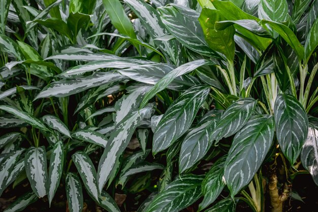 Fond de texture tropicale fleurs et feuilles Concept naturel