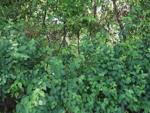 Fond de texture de verdure verte