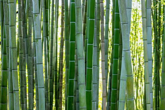 Fond de tiges de bambou vert
