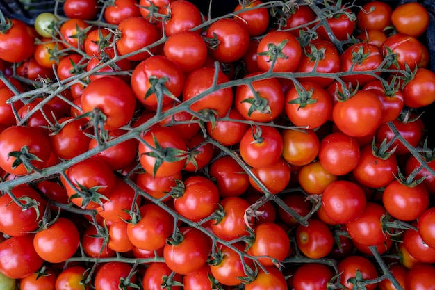 fond de tomates