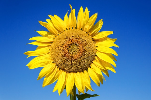 Fond de tournesol contre le ciel bleu