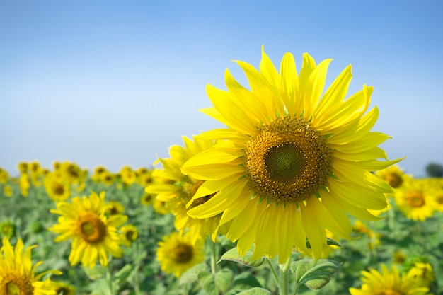 Fond de tournesol naturel