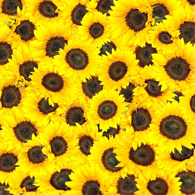 Photo fond de tournesol