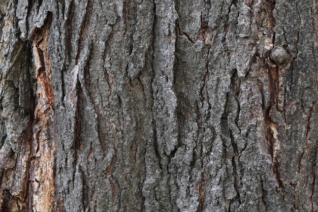 Fond de tronc d'arbre ancien texturé