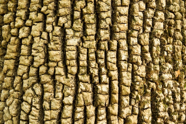Fond de tronc d'arbre, concept de modèle naturel, avec espace de copie