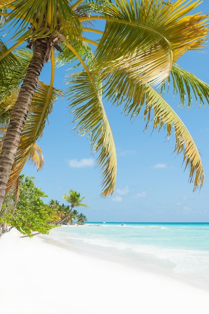 Fond tropical Feuilles de palmier suspendues au-dessus de la plage de sable blanc et de la mer bleue