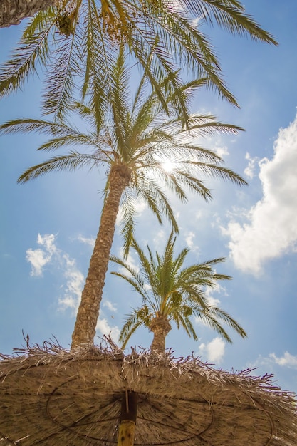 Fond tropical de palmiers sur un ciel bleu