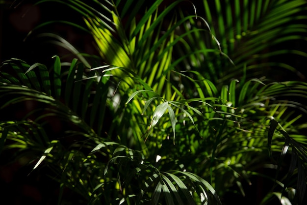 Fond tropical, plantes vertes en gros plan, ressource de conception