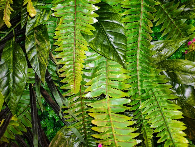 Fond Tropical Vert Avec Beaucoup De Plantes