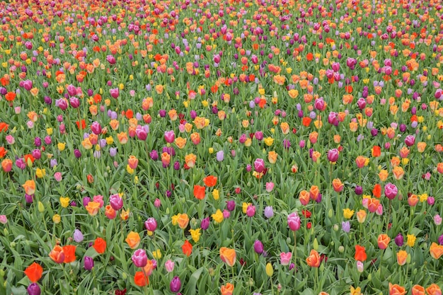 Fond de tulipes multicolores dans un parc en Hollande