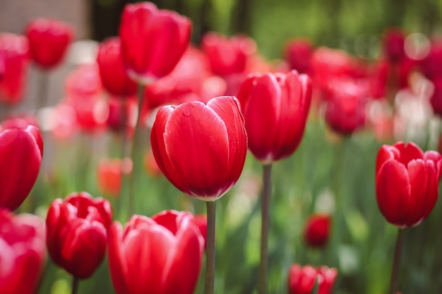 Fond de tulipes rouges. Tulipes de fleurs naturelles rouges