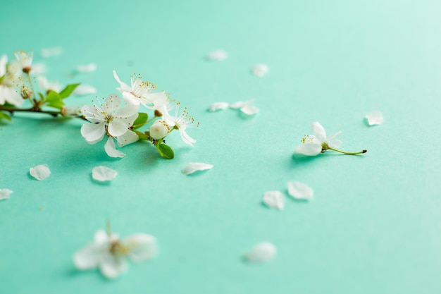 Fond turquoise de printemps avec des brindilles de fleurs de cerisier. Bureau bleu. vue de dessus, cadre. Copier l'espace