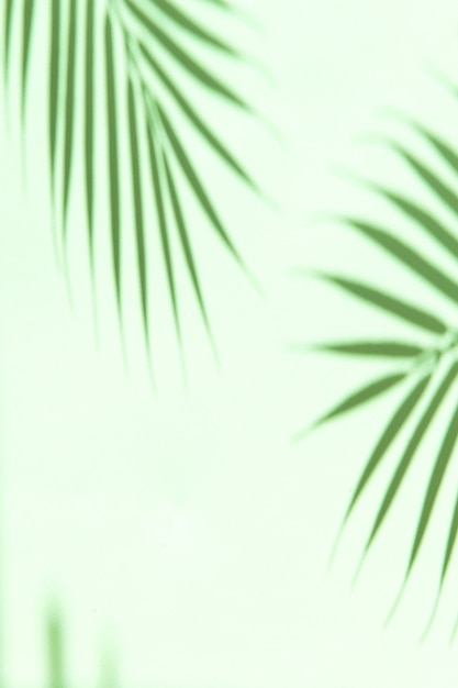 Fond de vacances d'été avec palmier laisse des ombres