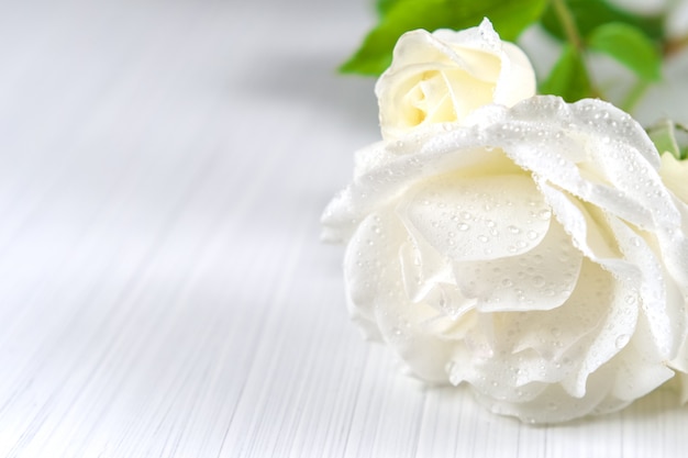 Fond De Vacances. Roses Blanches Avec Des Gouttes De Rosée Sur Une Texture Légère