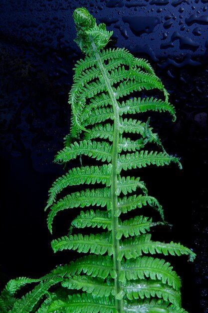 Fond végétal, feuilles de fougère vertes sur fond sombre