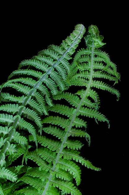 Fond végétal, feuilles de fougère vertes sur fond sombre