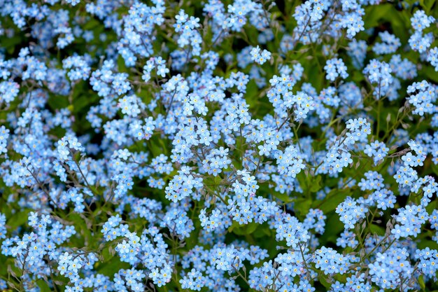 Fond végétal de Myosotis alpestris