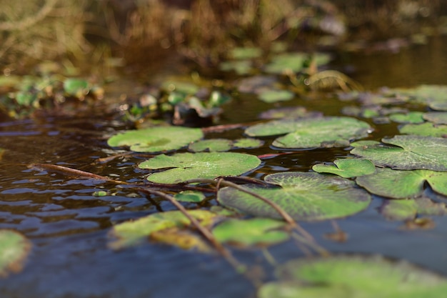 Fond végétal avec des nénuphars dans l'eau