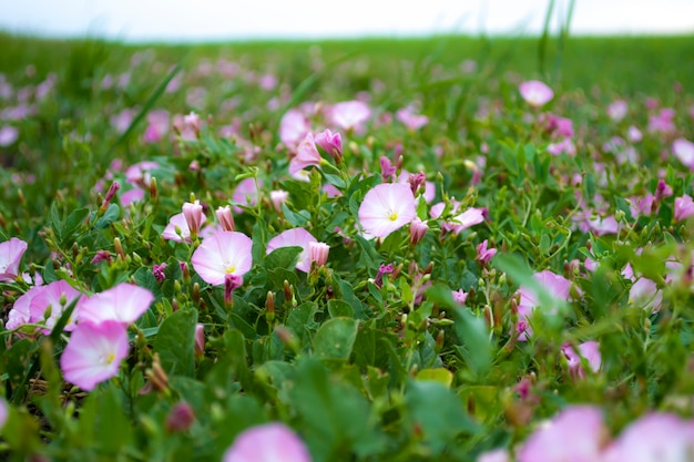 fond végétatif avec panorama de fleurs sauvages d'une prairie ensoleillée flou d'arrière-plan flou macro