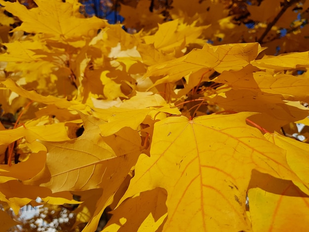 Fond de vente naturelle automne avec érable tombé