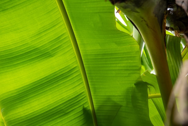 Photo fond de verdure nature plante et feuille de banane