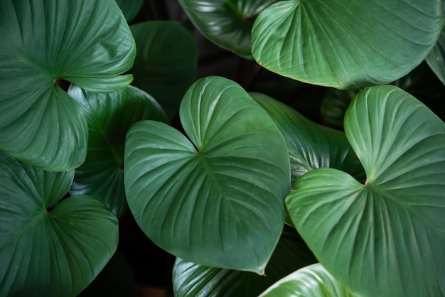 Fond de verdure de la nature des plantes et des feuilles