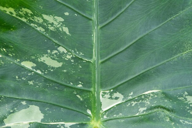 Photo fond de verdure de la nature des plantes et des feuilles