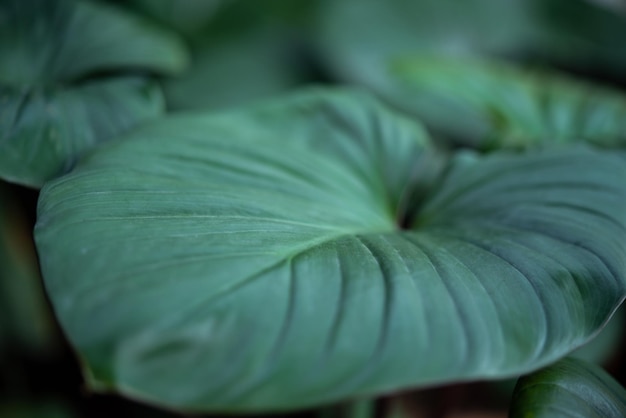 Fond de verdure de la nature des plantes et des feuilles