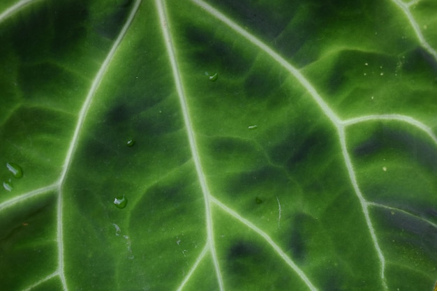 Fond de verdure de la nature des plantes et des feuilles