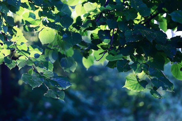 fond vert bokeh feuilles printemps frais