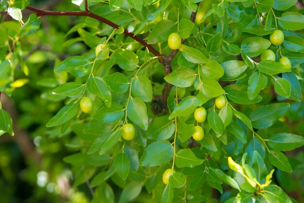 Fond vert de branches de jujube