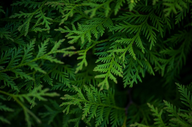 Fond vert avec des branches de thuya