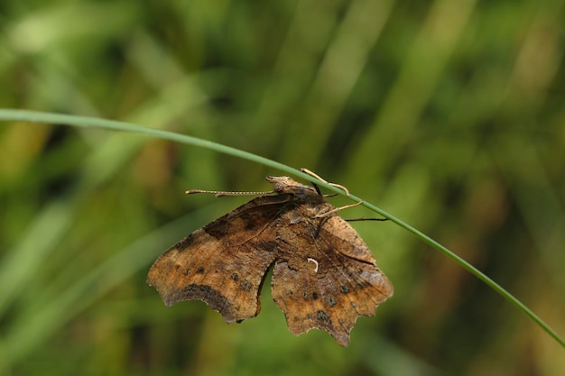 Fond vert avec un brin d'herbe sur lequel se trouve un papillon