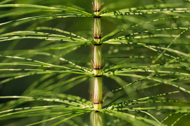 Un fond vert de Détail de tige de prêle Plante sauvage également appelée Tolkachik