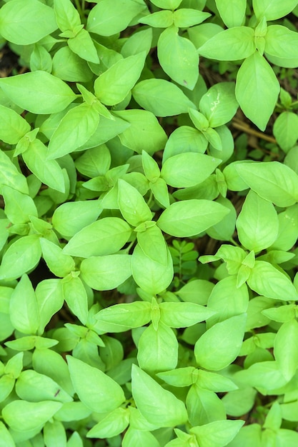 Le fond vert du basilic velu