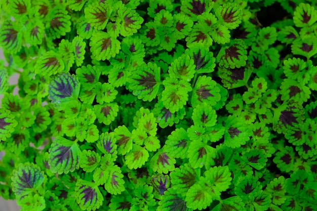 Photo fond vert feuille dans une nature