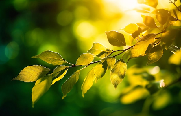 Un fond vert avec des feuilles et des branches