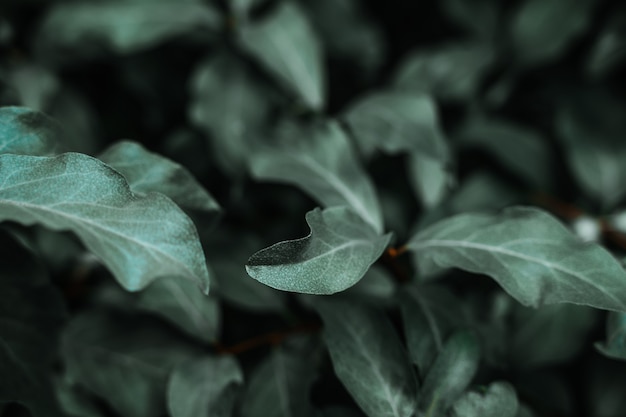 Fond vert avec des feuilles sur un buisson